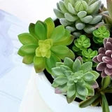 Aisutha Artificial Succulent Plants - 16 Pcs Set Faux Succulents Unpotted Fake Succulent Plants, Premium Crafting DIY Floral Decor for Home Garden Office Party (High Realistic )